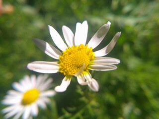 Fototapeta premium Margherita
