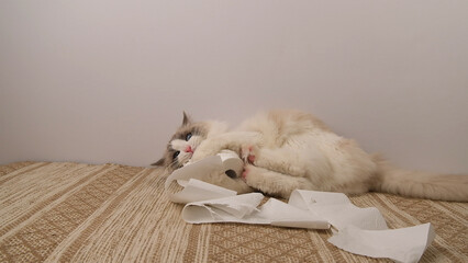 A fluffy ragdoll cat plays with a roll of white toilet paper.	