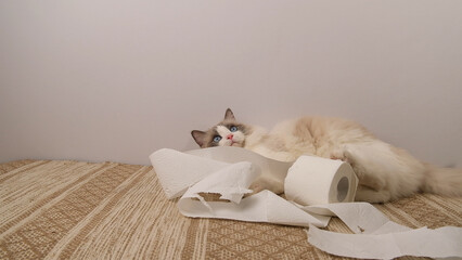 A fluffy ragdoll cat plays with a roll of white toilet paper.	