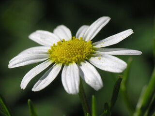 Fototapeta premium Margherita