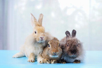 portrait young adorable rabbits sitting on floor,puffly rabbit,bunny easter