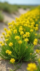 Fototapeta premium Ferula scorodosma in a sandy dune field with yellow flowers and green foliage, field, asafoetida, dry landscape