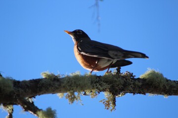 Bird on Branch