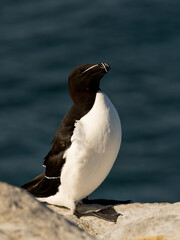 Tordalk auf der nordnorwegischen Vogelinsel Hornøya