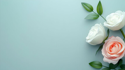 Fototapeta premium Fresh white and pink roses gracefully lay on a tranquil blue background, radiating beauty