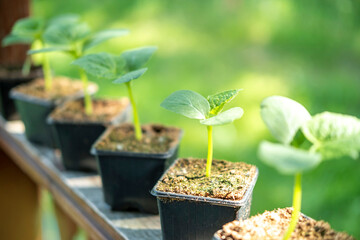 Images of seedlings in containers . Growing organic vegetables with your own hands, natural farming.