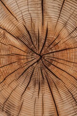 Fototapeta premium Close up wood texture background