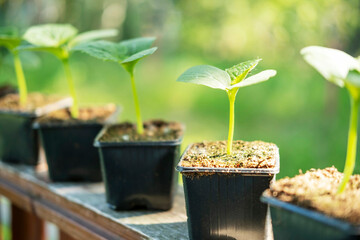 Images of seedlings in containers . Growing organic vegetables with your own hands, natural farming.