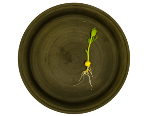 One sprouted pea on a ceramic black plate. Minimalism. Copy space.