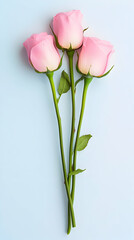 Obraz premium Three elegant pink roses stand upright, presenting fresh petals against a calming backdrop