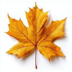 Obraz premium Photoshop element