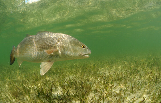 Redfish swimming over grass flats
