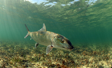Bonefish swimming over grass flats