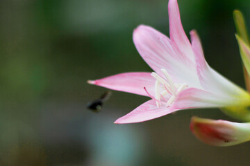 Flower - Nature - Bee - Ultra HD