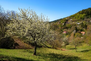 Spring mountain landscape with blooming cherry trees and small old houses. Spring sunny day, walk in nature.