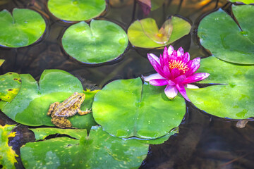 The Historical Botanical Garden La Concepcion in Malaga city at Andalusia, Spain, Europe. Frog and...