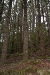 Obraz premium pine forest 