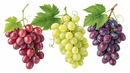 bunch of red grapes