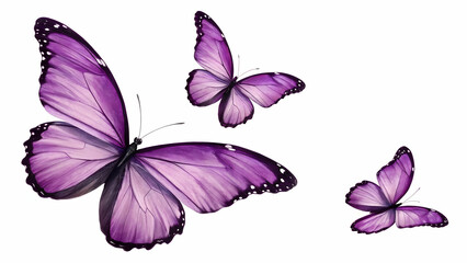 butterfly on white background