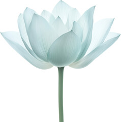 Fototapeta premium Serene pale blue lotus flower blossom isolated transparent background botanical beauty