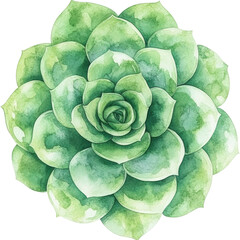 Lush Green Echeveria Succulent Watercolor Painting Botanical Illustration Perfect for Decor
