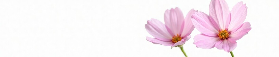 Naklejka premium delicate pink flower isolated on white background, botanical, closeup, photography