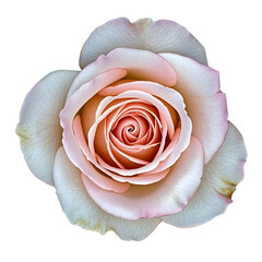 Rose macro, intricate spiral pattern