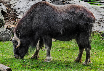 Musk-ox grazing on the lawn