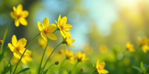 Fototapeta premium Bright yellow flowers sway gently in the breeze, spring, bloom
