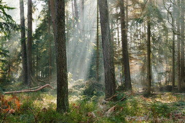 Mglisty poranek w sosnowo świerkowym lesie. Między drzewami unosi się opar mgły. Gałęzie drzew i mgła oświetlane są promeniami wschodzącego słońca. © boguslavus