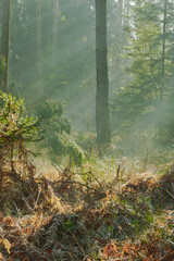 Mglisty poranek w sosnowo świerkowym lesie. Między drzewami unosi się opar mgły. Gałęzie drzew i mgła oświetlane są promieniami wschodzącego słońca. Ziemia pokryta jest brązowymi liśćmi paproci. © boguslavus