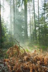Mglisty poranek w sosnowo świerkowym lesie. Między drzewami unosi się opar mgły. Gałęzie drzew i mgła oświetlane są promieniami wschodzącego słońca. Ziemia pokryta jest brązowymi liśćmi paproci. © boguslavus