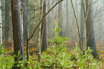 Mglisty poranek w sosnowo świerkowym lesie. Między drzewami unosi się opar mgły. Gałęzie drzew i mgła oświetlane są promieniami wschodzącego słońca. © boguslavus