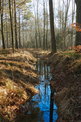 Leśny strumień zimą. Brzegi pokryte są brązowymi, suchymi liśćmi i suchą zółtą trawą. Jest słoneczny dzień. © boguslavus