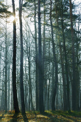 Mglisty poranek w sosnowo świerkowym lesie. Między drzewami unosi się opar mgły. Gałęzie drzew i mgła oświetlane są promieniami wschodzącego słońca. © boguslavus