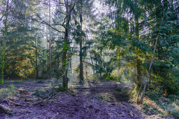 Mglisty poranek w sosnowo świerkowym lesie. Między drzewami unosi się opar mgły. Gałęzie drzew i mgła oświetlane są promeniami wschodzącego słońca. © boguslavus