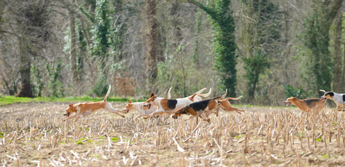 Fox hounds on scent of fox or trail in field in English countryside, as the hunt enjoy a days hunting. Fox hunting is illegal in the UK as a cruel sport.