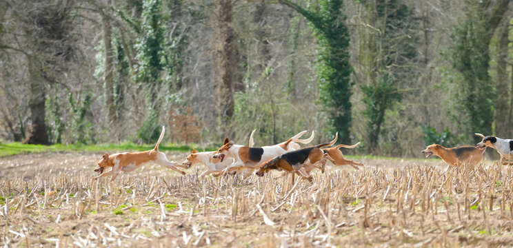 Fox hounds on scent of fox or trail in field in English countryside, as the hunt enjoy a days hunting. Fox hunting is illegal in the UK as a cruel sport.