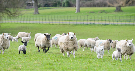 Obraz premium Flock of sheep and lambs moving across field in rural Shropshire on a Spring day. 