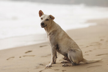 A friendly dog sits on a sandy beach with the ocean waves in the background. Perfect for pet, nature, and travel-themed high-quality promotions and advertisements. 
