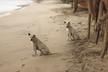 Two friendly dogs sit on a sandy beach by the ocean, creating a serene and charming scene. Perfect...