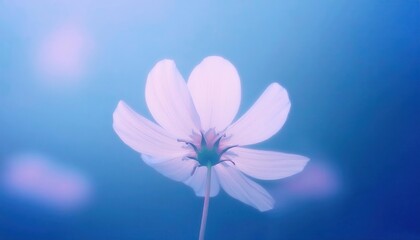 Fototapeta premium delicate white cosmos flower in soft focus with a tranquil blue background, minimalist floral aesthetic for serene and calming designs