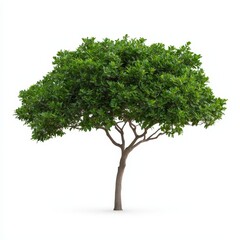 Obraz premium Desert ironwood tree with green leaves isolated on a white background showcasing drought-resistant characteristics