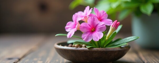 A single angelonia flower blooming in a shallow dish, garden decor, flowers