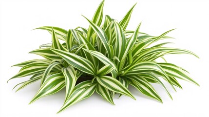 Fototapeta premium Vibrant green and white striped plant showcasing its lush foliage, ideal for indoor decoration.