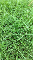 Green Grass Texture fresh background