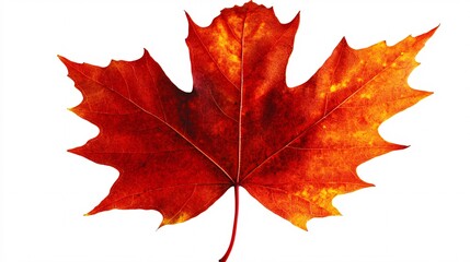 Fototapeta premium A vibrant red maple leaf showcasing autumn's beauty and seasonal change.