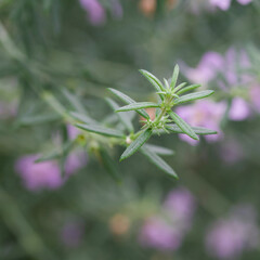 Beautiful close-up of the leaves of westringia fruticosa