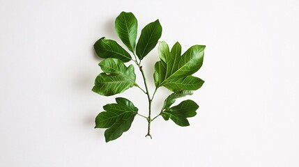 A vibrant cluster of glossy green leaves arranged artistically on a white background.