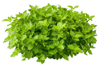 Obraz premium Fresh Green Herb Plant with Vibrant Leaves Surrounded by Nature